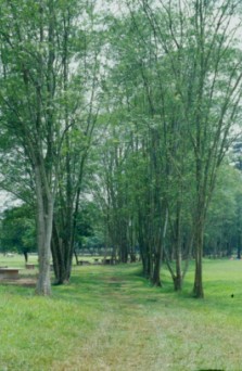 成排光蠟樹構成極佳之景緻 成排光蠟樹構成極佳之景緻