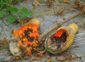 落果不清除往往成為野鼠的食物來源，繼而在園區內大量繁衍為害