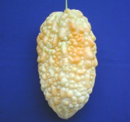 過熟的苦瓜果實果皮轉為黃或橙色