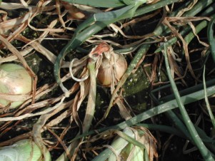 植株即開始黃化，進而萎凋