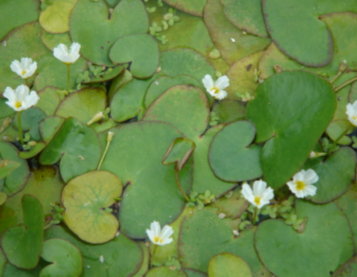 野蓮的花與葉片