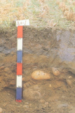 淺層土壤因底層多為較大型石礫，施肥宜以少量多施方式以免肥份流失