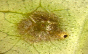 蟲癭呈現圓形水浸狀，周圍咯有退色，脫離後會呈現出類似黑斑病或炭疽病危害的情形