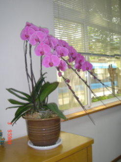 蝴蝶蘭 蝴蝶蘭