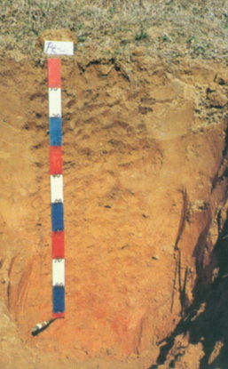 一般土壤呈黃色屬於弱酸至強酸性土壤(圖摘自台灣主要土類圖輯)