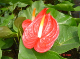 火鶴花