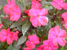 草花類盆花(新幾內亞鳳仙花)
