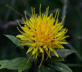 紅花(上圖)這種植物之學名為Carthamus tinctorius L.，屬於菊科植物