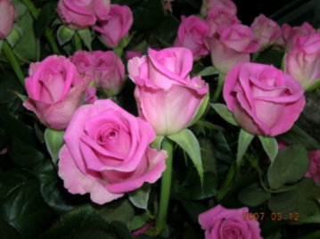 六龜生產的「紫天王」玫瑰
