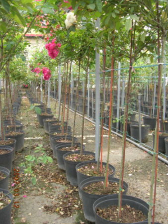 六龜的「樹玫瑰」栽培