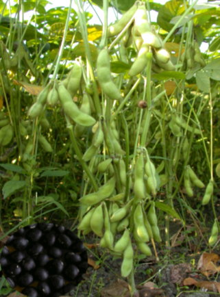 毛豆高雄7號植株莢果及種子