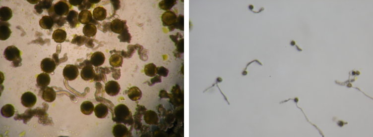 圖3.絲瓜高雄2號父本以單槽玻片法(圖左)與本場研發之花粉發芽力測定法(圖右)之發芽情形比較