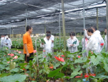 火鶴花田間栽培技術指導