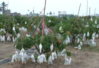 提早套袋防範病原菌感染及東方果實蠅危害