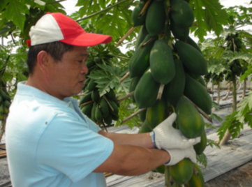 以符合EurepGAP驗證的標準作業程式採收木瓜確保果實品質