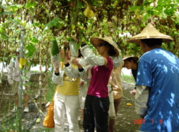 農家苦瓜栽培實作情形