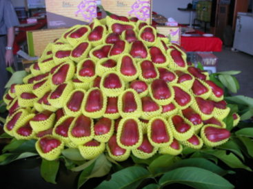 「Thub Thim Chan」是該農場夏季的主力品種 「Thub Thim Chan」是該農場夏季的主力品種