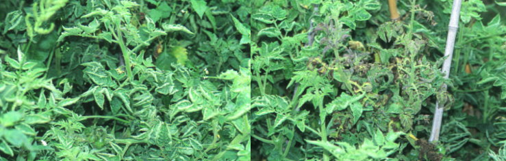 蕃茄被銀葉粉蝨傳播之番茄捲葉病毒怠染後葉片會捲起(左)危害後期呈現紫色乾枯狀(右)