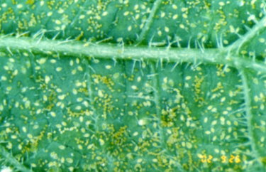 銀葉粉蝨的卵 銀葉粉蝨的卵