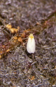 銀葉粉蝨成蟲狀 銀葉粉蝨成蟲狀