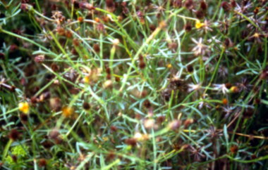 風茹田間開花情形 風茹田間開花情形