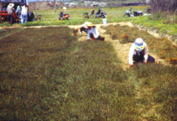 風茹人工採收情形 風茹人工採收情形