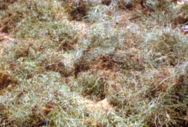 風茹田間曝曬情形 風茹田間曝曬情形