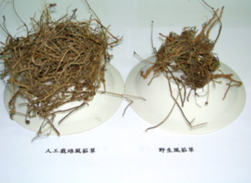 風茹萃液與濃縮液比較 風茹萃液與濃縮液比較