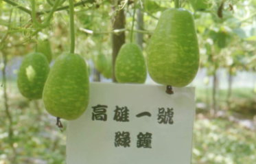 適收果型形似鐘，具虎斑花紋，甜度高，口感佳及煮後不易變黑之特色