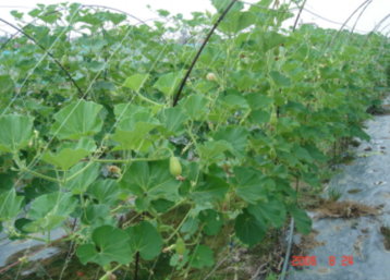 綠鐘也適合以簡易隧道型配合瓜網栽培，較水平棚架栽培提早採收