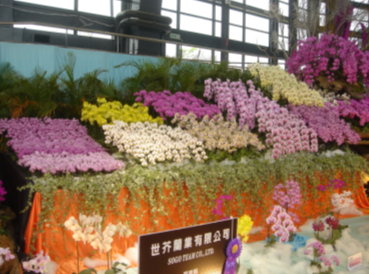 台灣蝴蝶蘭品種眾多