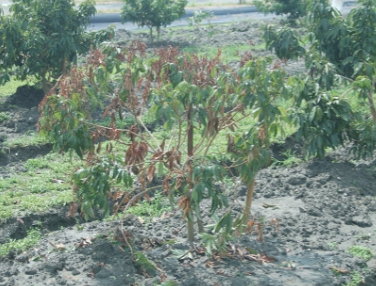 荔枝感染褐根腐病初期葉部出現黃化萎凋