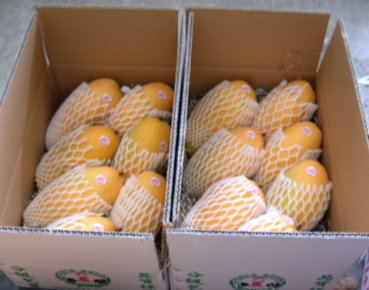 吉園圃產銷班生產優質『金煌』芒果