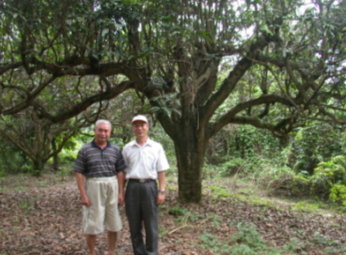 本場黃場長賢良(右)與黃金煌先生(左)在『金煌』芒果母樹前合照
