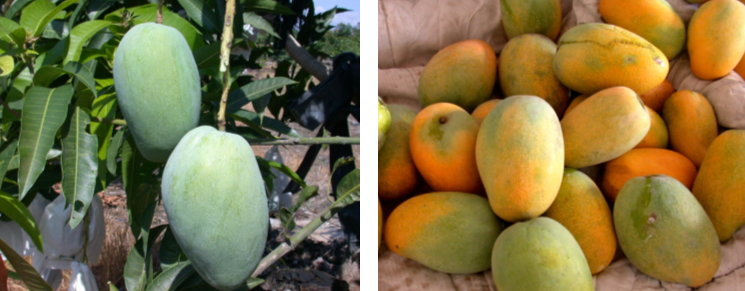 由本場選出正在產區試種之優良品系的綠熟果(左)與黃熟果(右)