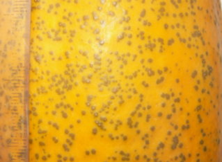 木瓜在冬季果皮容易出現嚴重的污斑