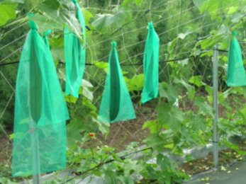 露地栽培時，利用套袋防止瓜食蠅的危害，以維持果實品質與產量