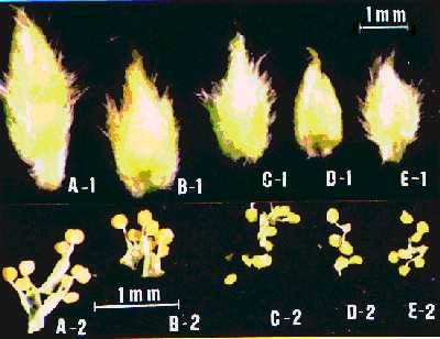 Flower bud and its anther of vegetable soybean (CV. Kaohsiung No.2). Flower bud length over 4 mm(A-1) and its anther(A-2),flower bud length over 3 mm(B-1) and its anther(B-2), flower length over 2.5 mm(C-1) and its anther(C-2), flower buds length less than 2 mm(D-1,E-1) and their anther(D-2,E-2).