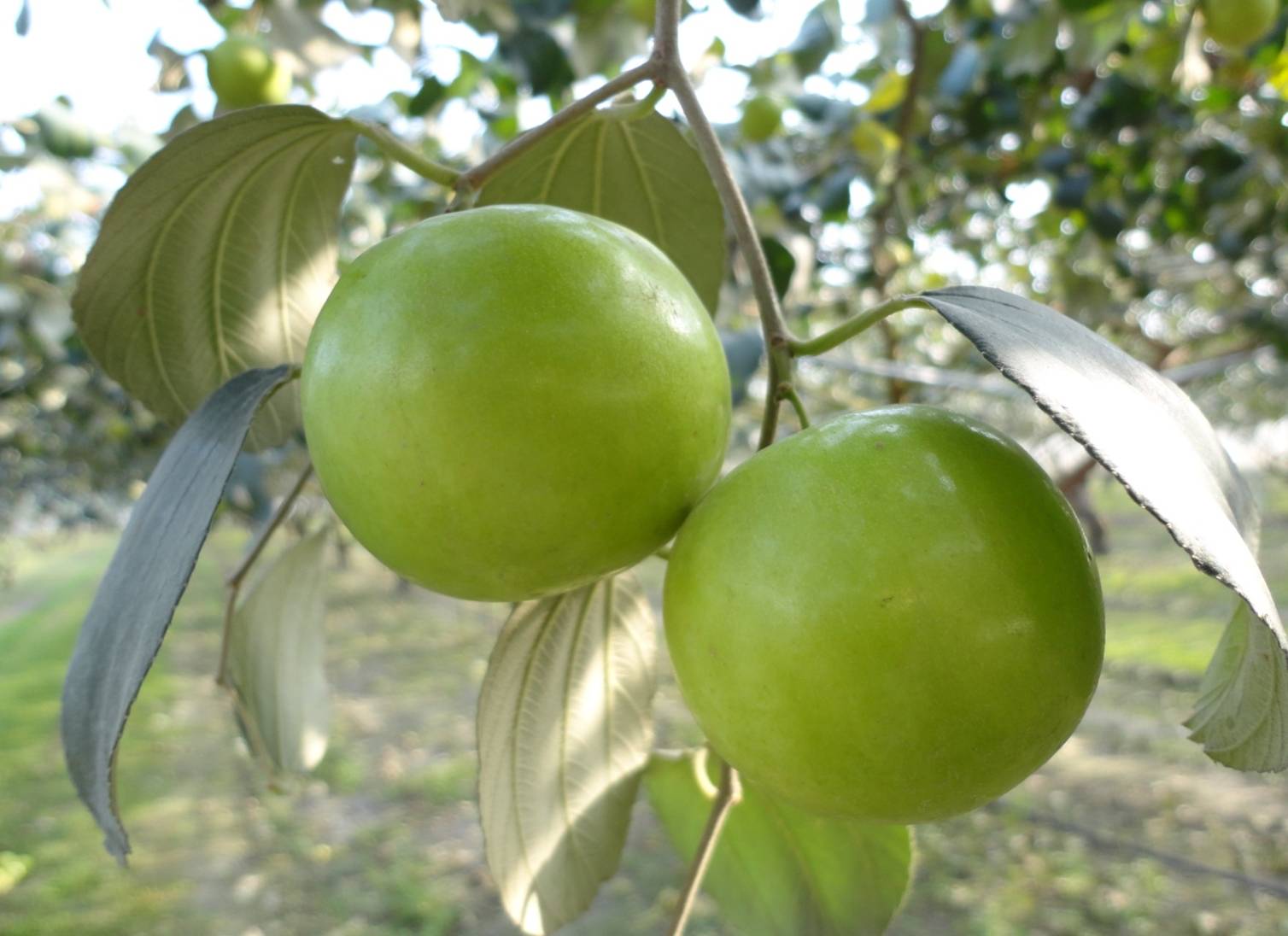 Kaohsiung 10 Jade