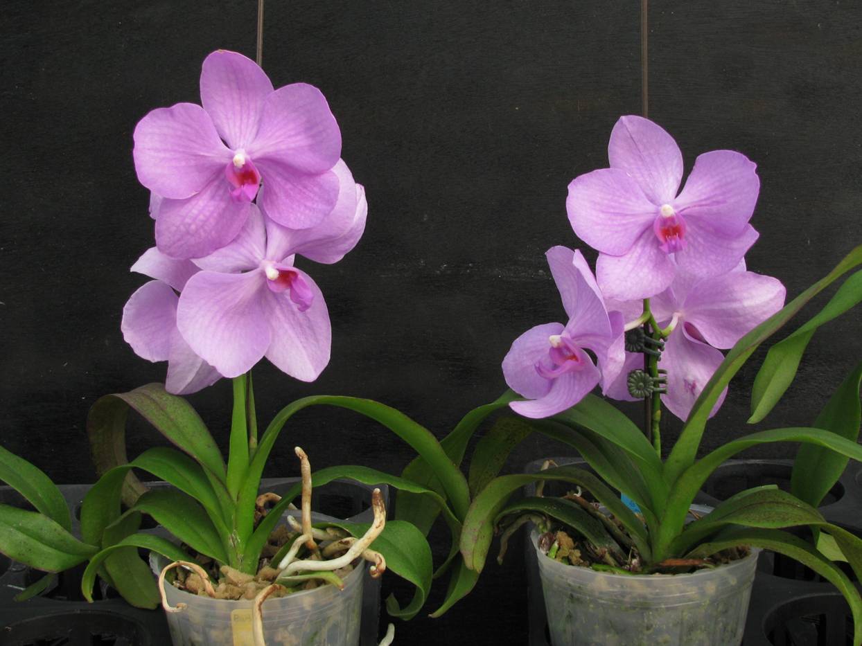 Induce flowering of Vandaenopsis