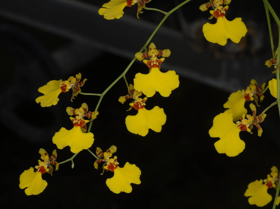Oncidium Kaohsiung 1 Pearl