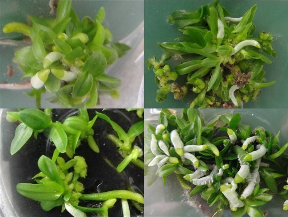 Renanthera hybrid progeny