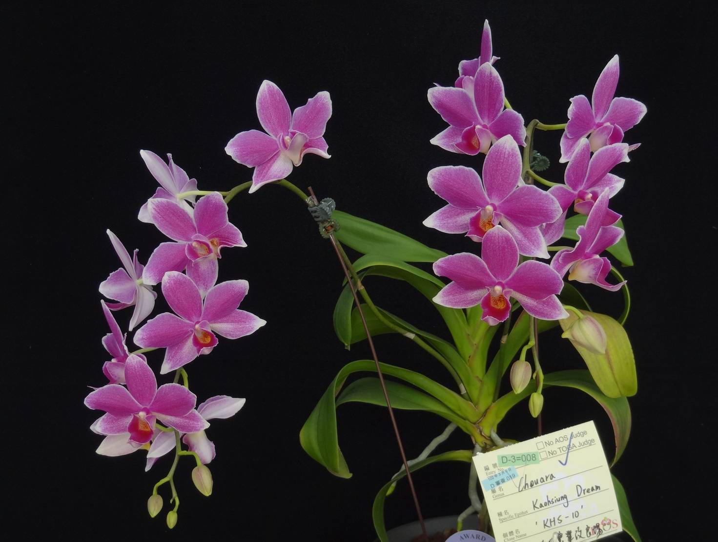 A novel genus Chouara derived_from_intergeneric_hybridization