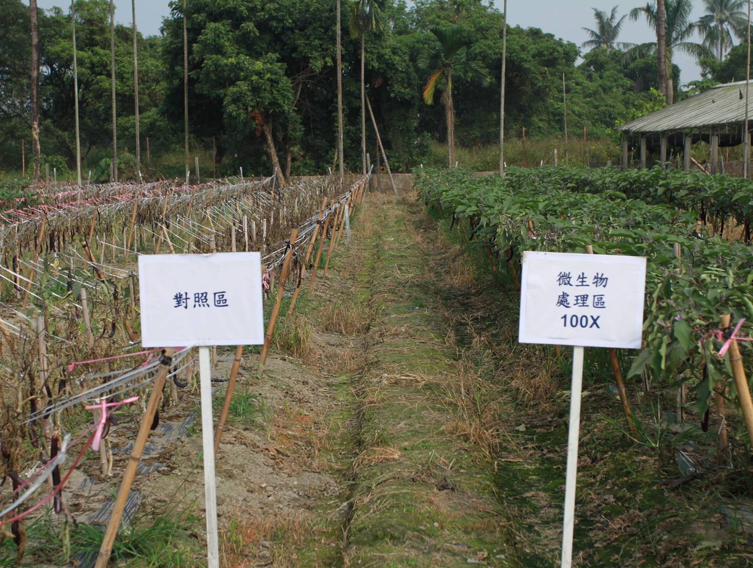 The efficacy of Bacillus amyloliquefaciens for the control of bacterial wilt of eggplant in the field