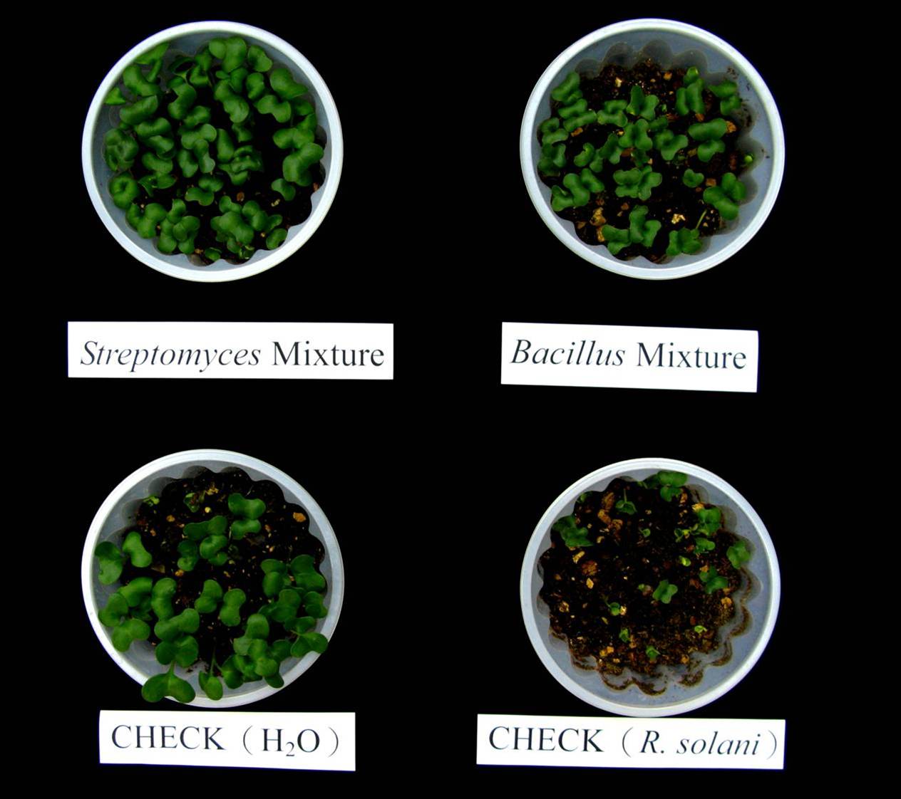 Use of the medium containing Streptomyces spp. Reduced the incidence of damping off in vegetable seedlings