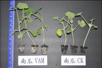 Enhancement of pumpkin root growth by the inoculation of AMF (5 weeks)(left: treatment of AMF, right: control)