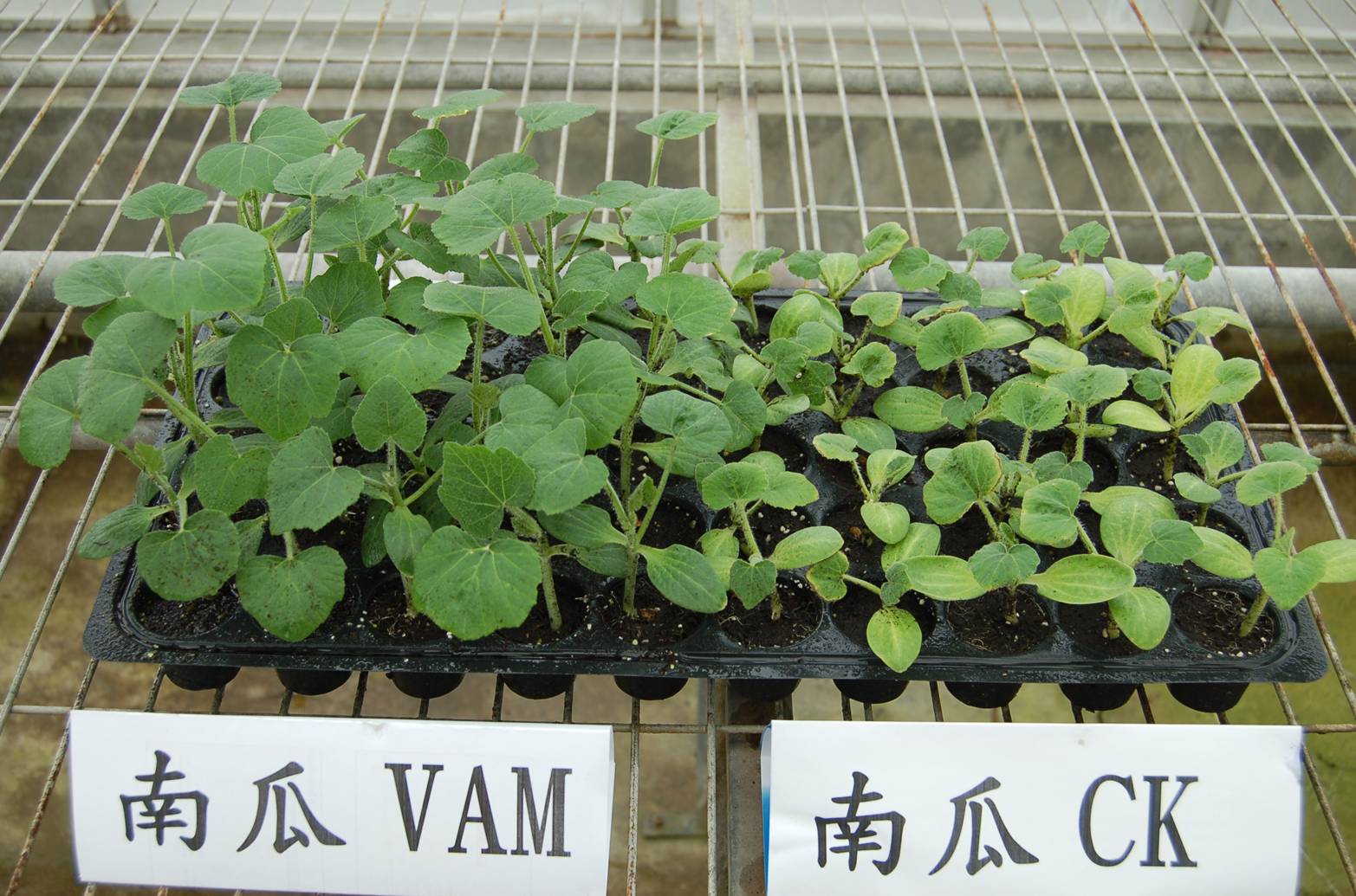 Inoculation of arbuscular mycorrhizal fungi (AMF) increased the pumpkin growth (5 weeks)(left: treatment of AMF, right: control)