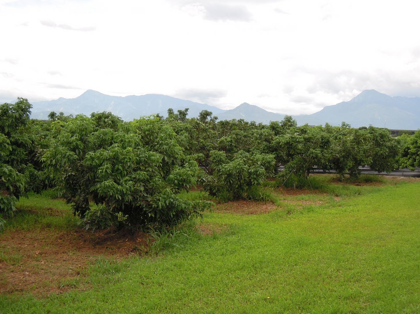 Mixed grass cultivation in litchi orchards