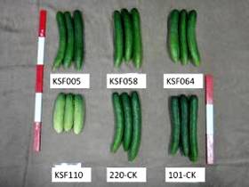 F1 hybrids of cucumber
