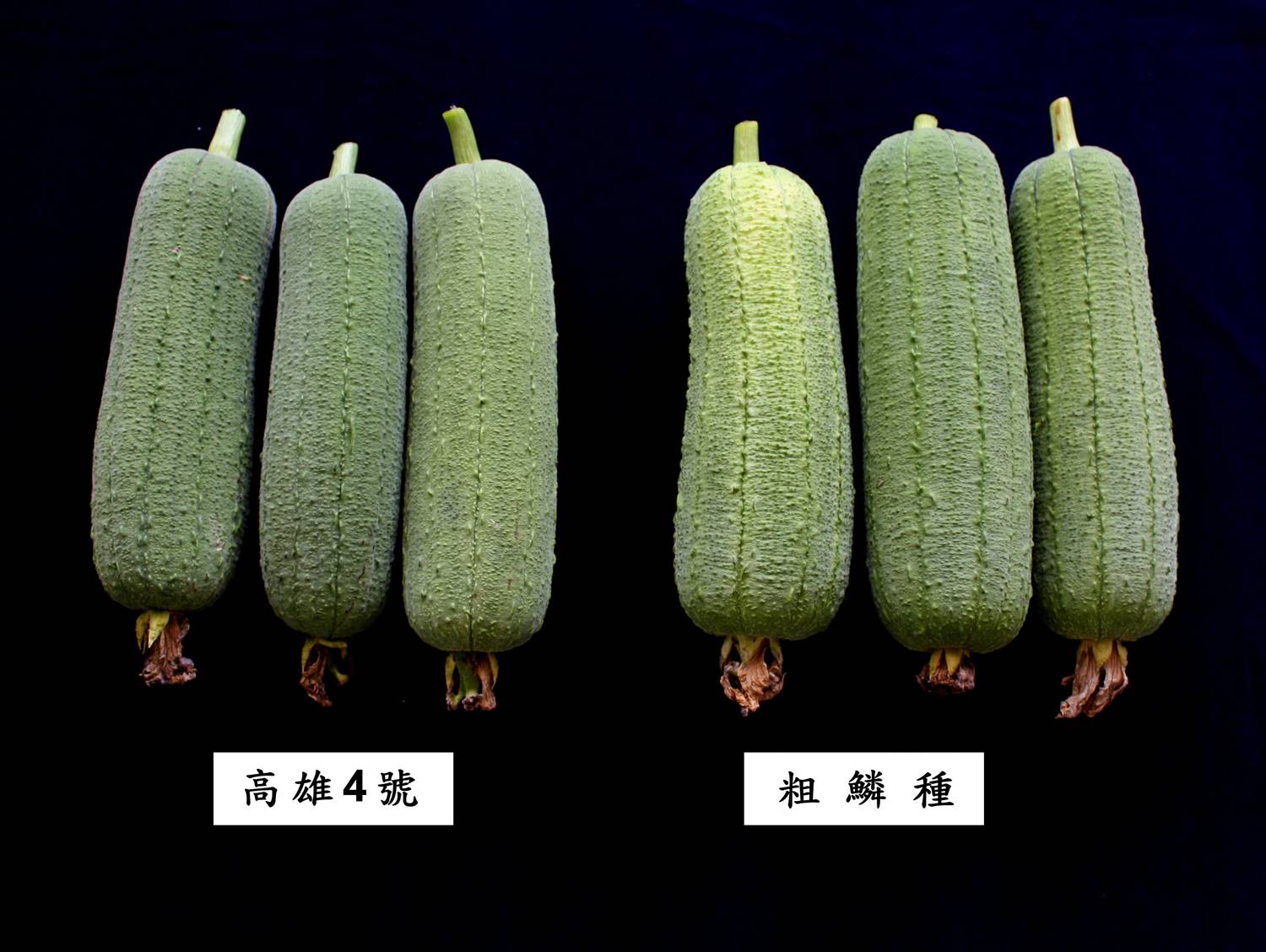 Sponge gourd variety Kaohsiung No.4 left and Culin right
